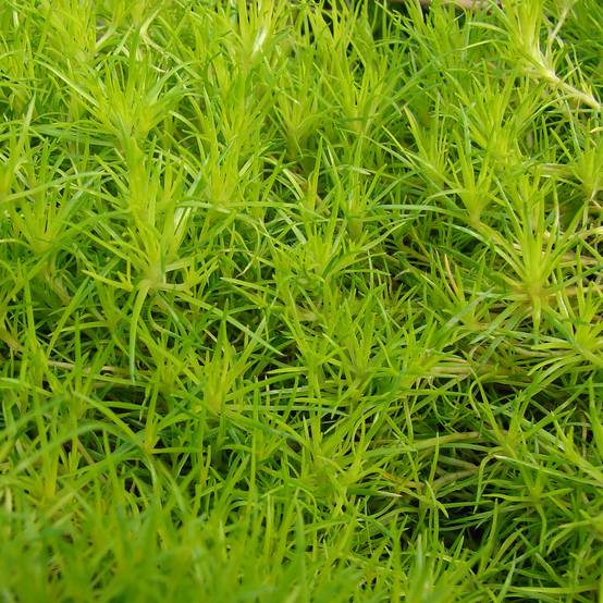 Promesse de Fleurs - Sagina subulata Aurea - Sagine subulée dorée Godet de 8/9 cm