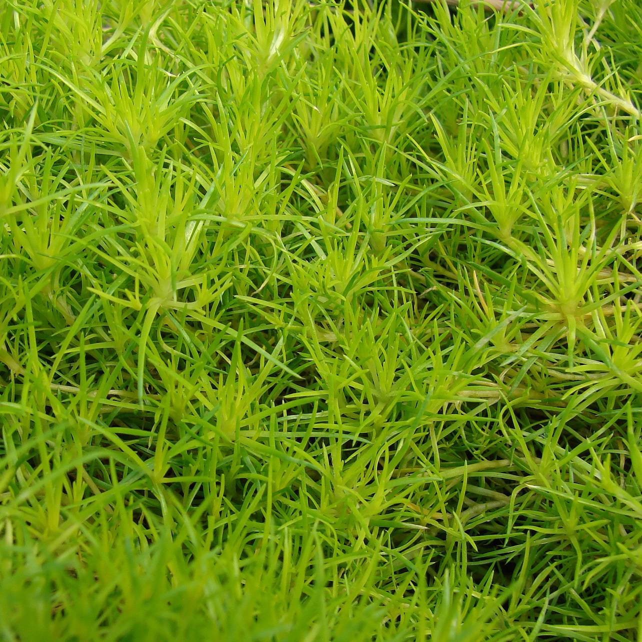Promesse de Fleurs - Sagina subulata Aurea - Sagine subulée dorée Godet de 8/9 cm