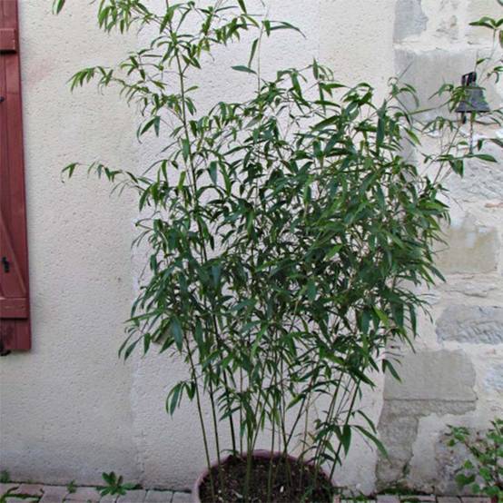 Phyllostachys rubromarginata - Bambou moyen Pot de 4L/5L