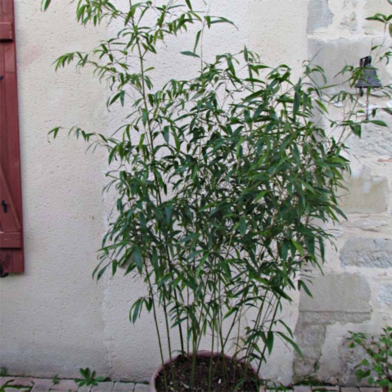 Phyllostachys rubromarginata - Bambou moyen Pot de 4L/5L