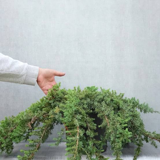 Genévrier des plages - Juniperus conferta Blue Pacific Pot de 7,5L/10L - Image 2