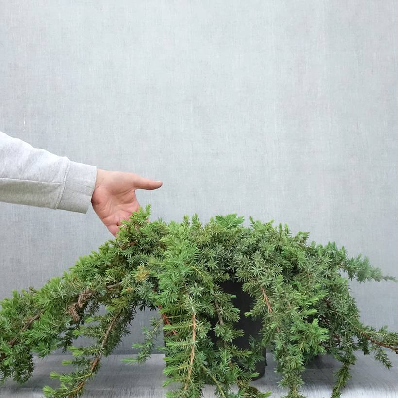 Genévrier des plages -  Juniperus conferta Blue Pacific Pot de 7,5L/10L - Image 2