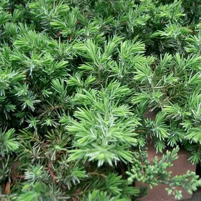 Genévrier des plages -  Juniperus conferta Blue Pacific Pot de 7,5L/10L - Image 1