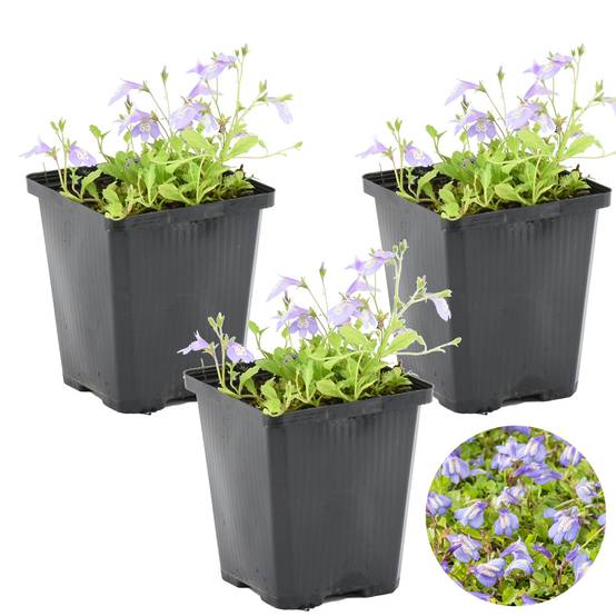 Lot de 3 - Mazus Reptans - Mazus rampant - Plantes de bassin - H. 10-20 cm - P. 9 cm - Image 1