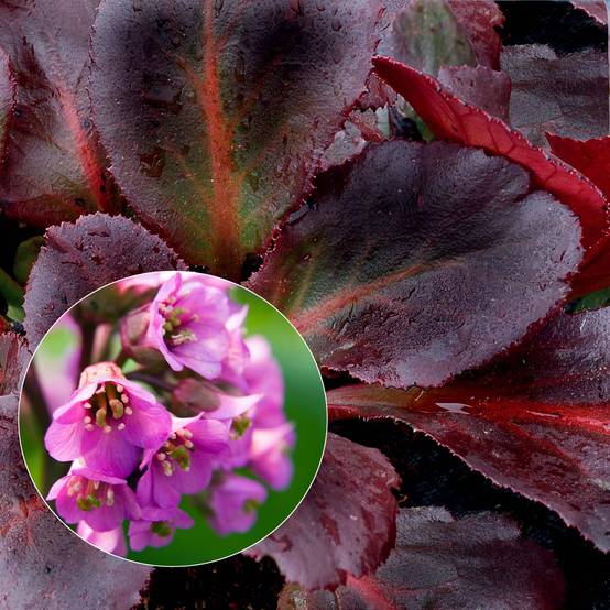Bergenia Eden's Dark Margin Godet de 8/9 cm
