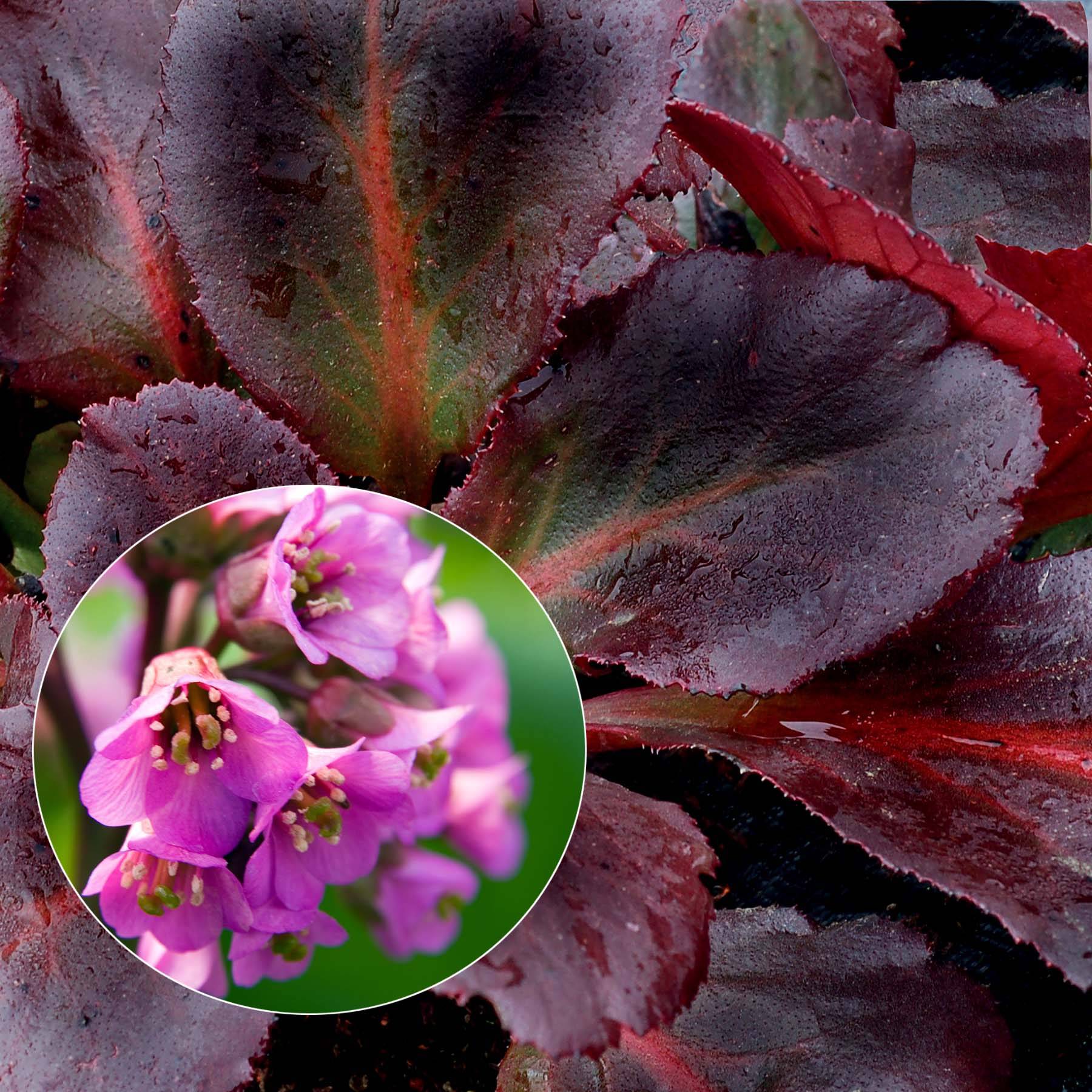 Bergenia Eden's Dark Margin Godet de 8/9 cm