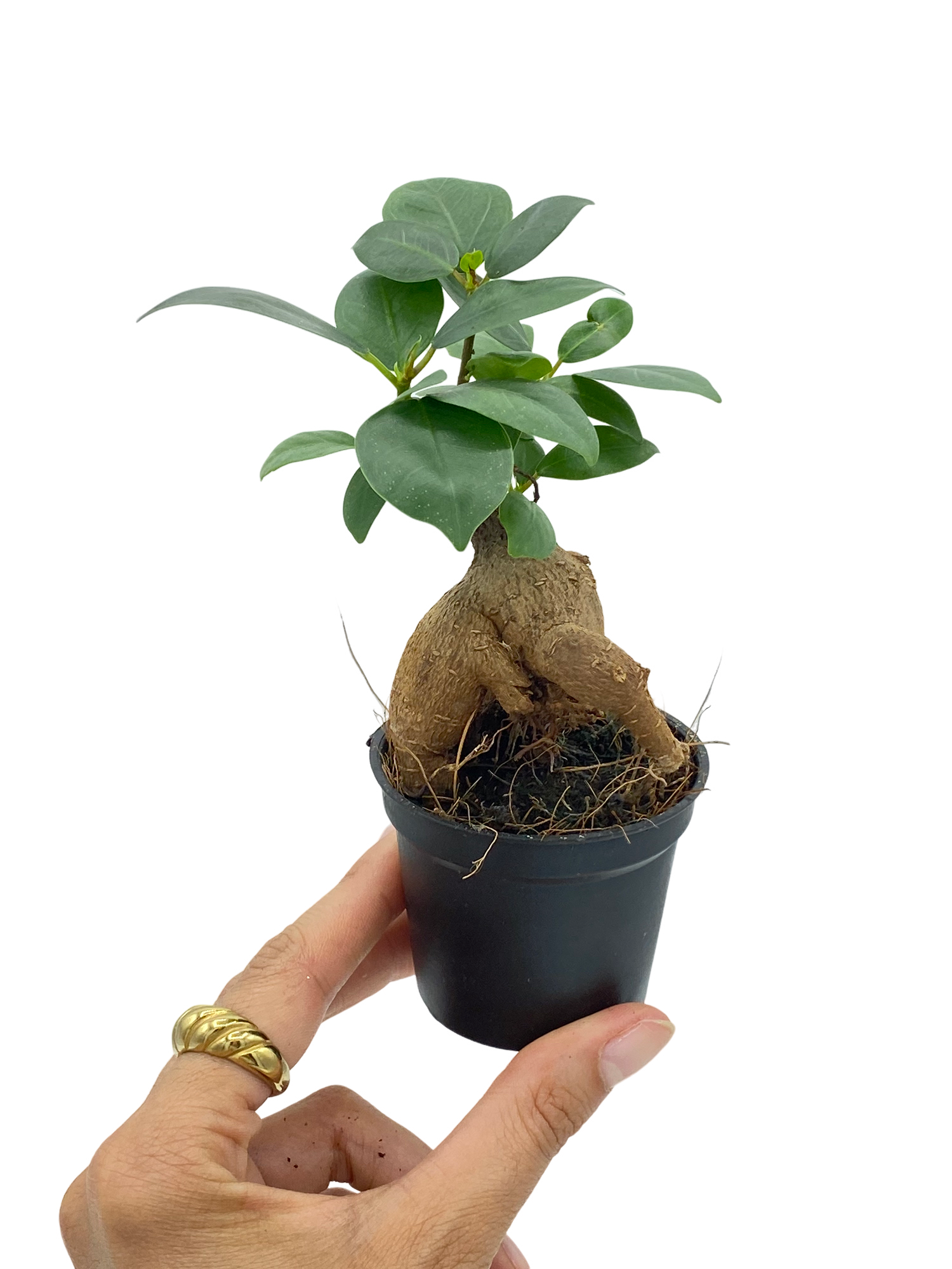 Ficus Ginseng - Pot de 6cm - Plantes d'intérieur - Image 2