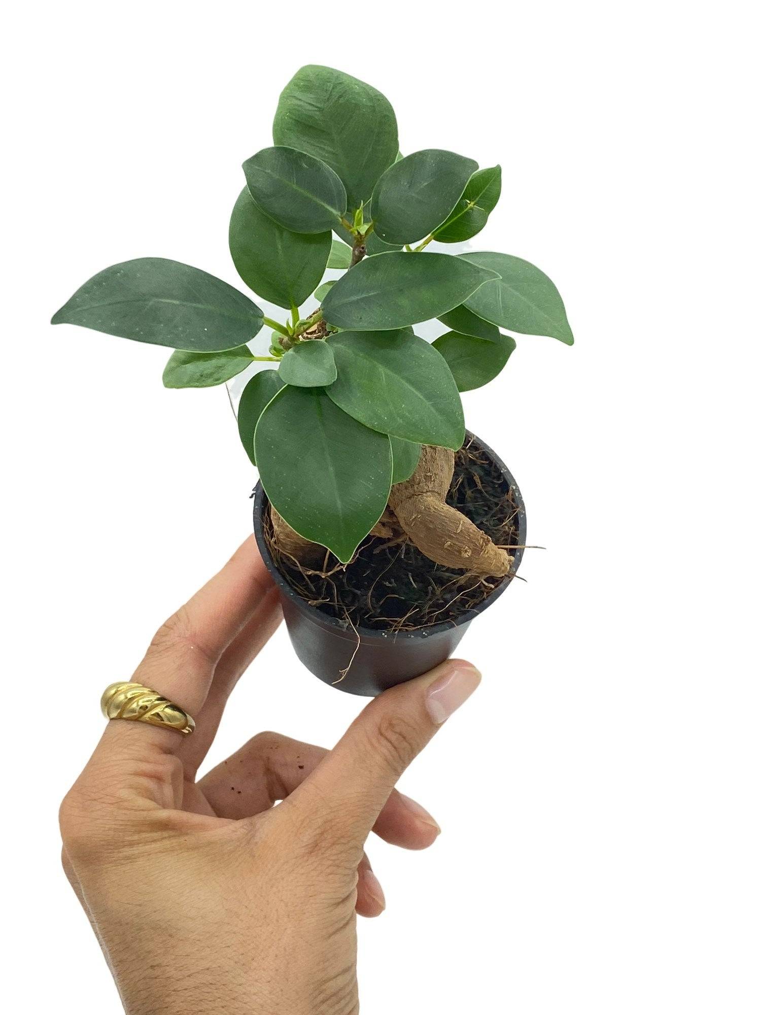Ficus Ginseng - Pot de 6cm - Plantes d'intérieur - Image 1