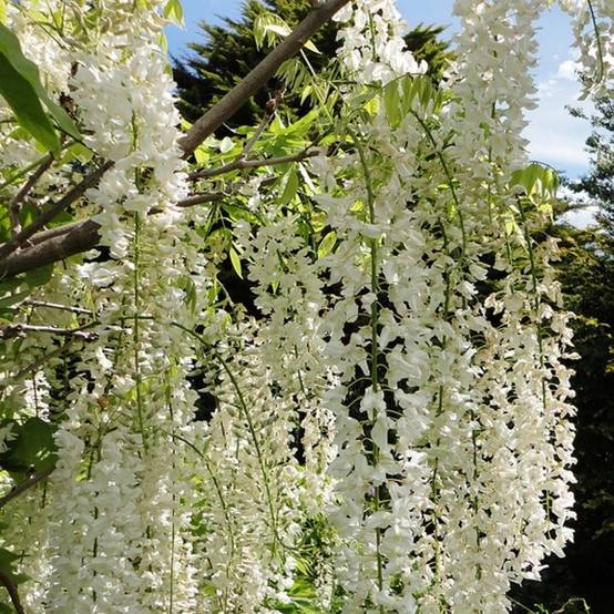 Glycine du Japon - Wisteria floribunda Alba Pot de 3L/4L