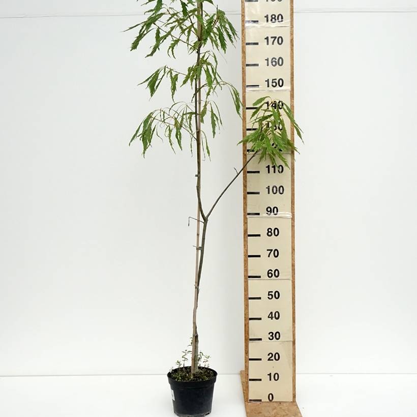 Promesse de Fleurs - Quercus petraea Insecata - Chêne rouvre Pot de 4L/5L - Image 2