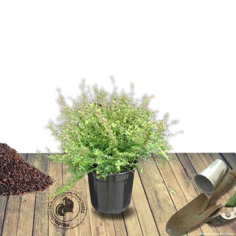 Chèvrefeuille arbustif Maigrun, Lonicera à feuilles de buis - Pot de 3L - 20/40 cm - Image 7