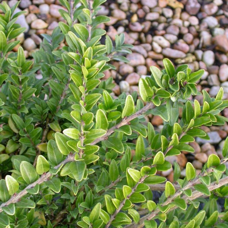 Chèvrefeuille arbustif Maigrun, Lonicera à feuilles de buis - Pot de 3L - 20/40 cm - Image 3