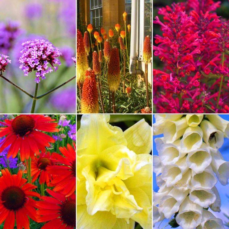 Collection de 16 vivaces pour les abeilles et papillons -  - Pépinières Naudet - Image 2