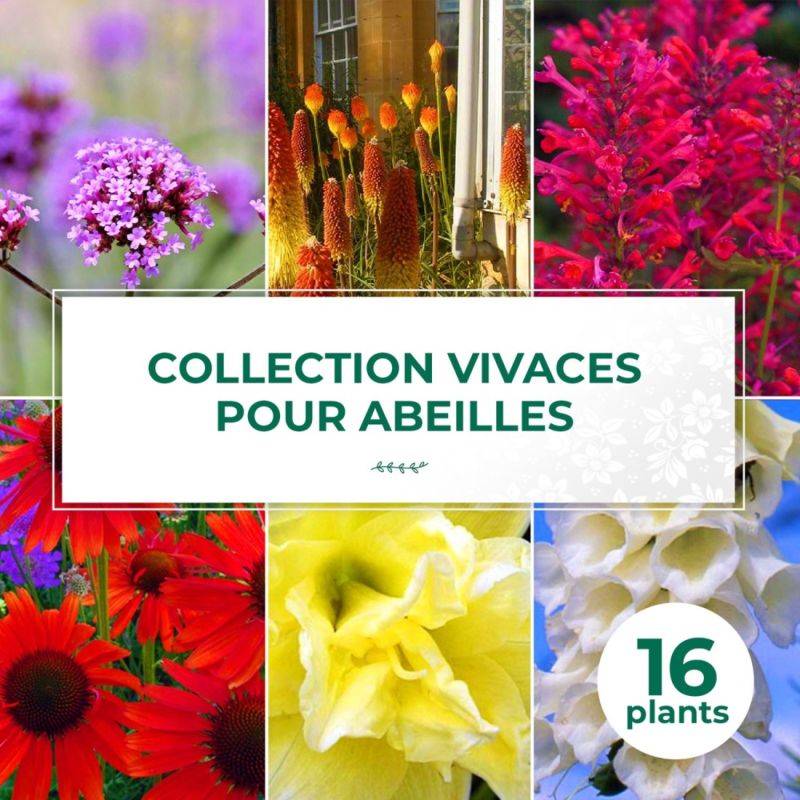 Collection de 16 vivaces pour les abeilles et papillons - - Pépinières Naudet - Image 1