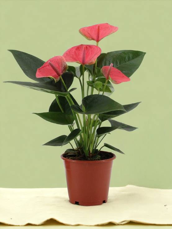 Anthurium rouge - Le rêveur 36cm - Plante d'intérieur- La Green Touch - Image 3