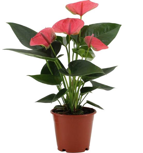 Anthurium rouge - Le rêveur 36cm - Plante d'intérieur- La Green Touch - Image 1