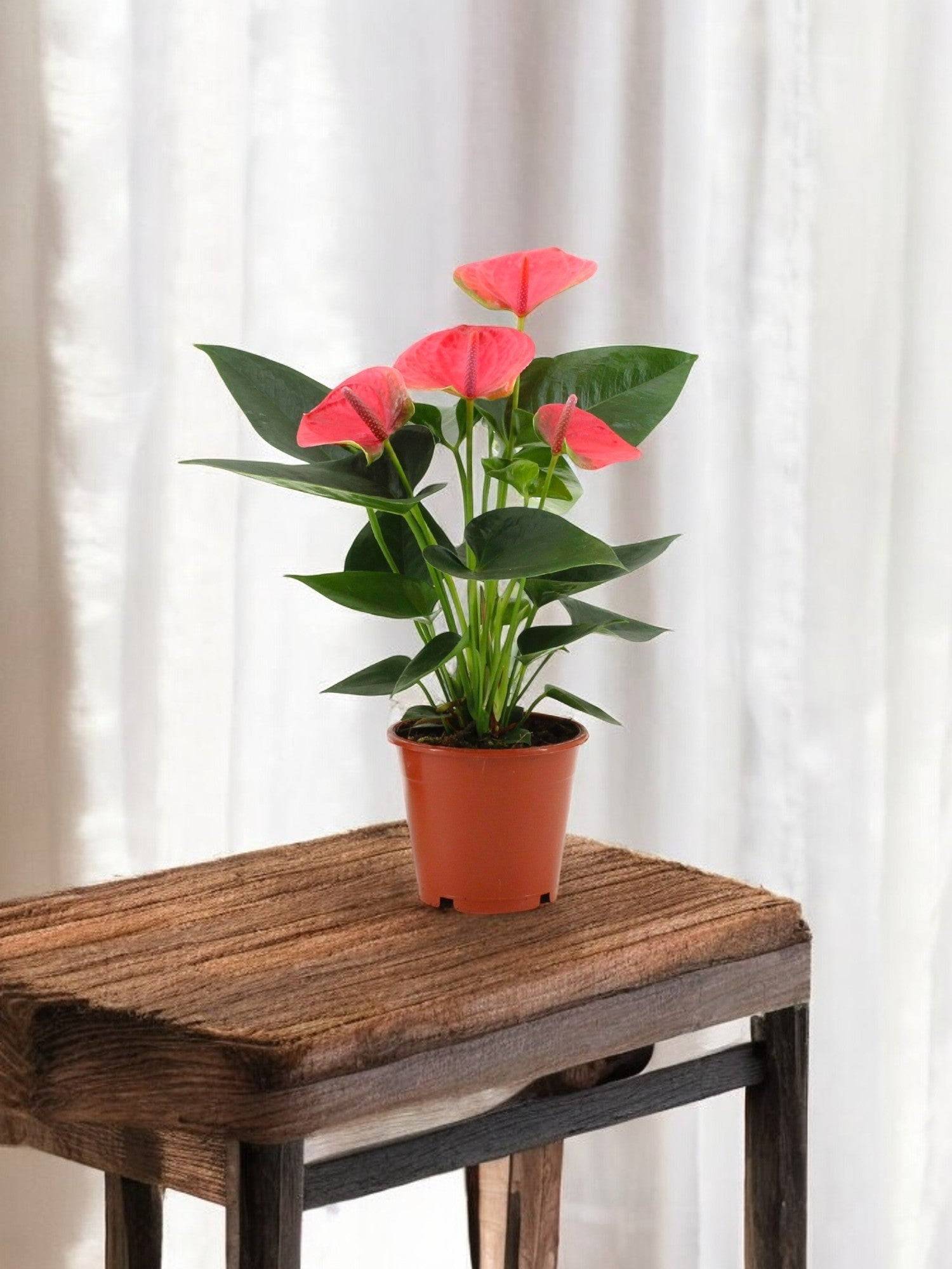 Anthurium rouge - Le rêveur 36cm - Plante d'intérieur- La Green Touch - Image 2