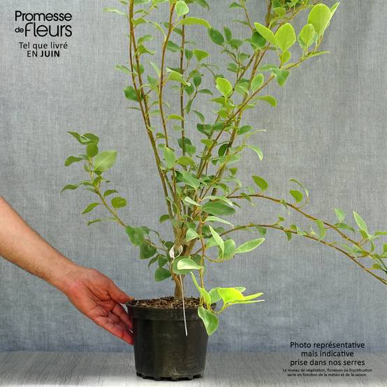 Griselinia littoralis Pot de 2L/3L - Image 2