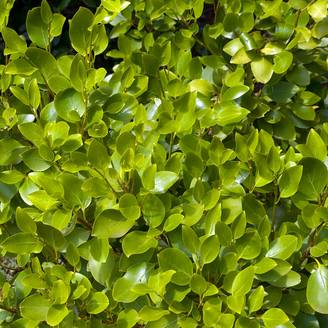 Griselinia littoralis Pot de 2L/3L