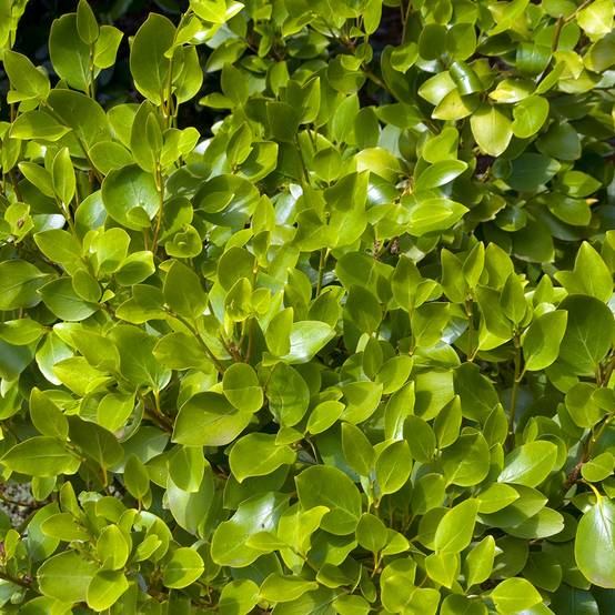 Griselinia littoralis Pot de 2L/3L - Image 1