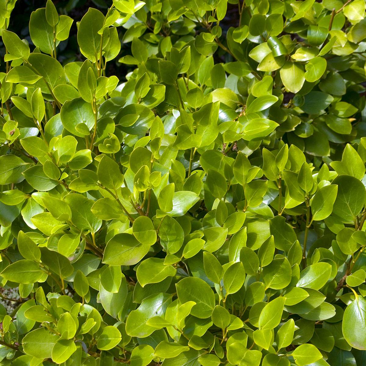 Griselinia littoralis Pot de 2L/3L - Image 1