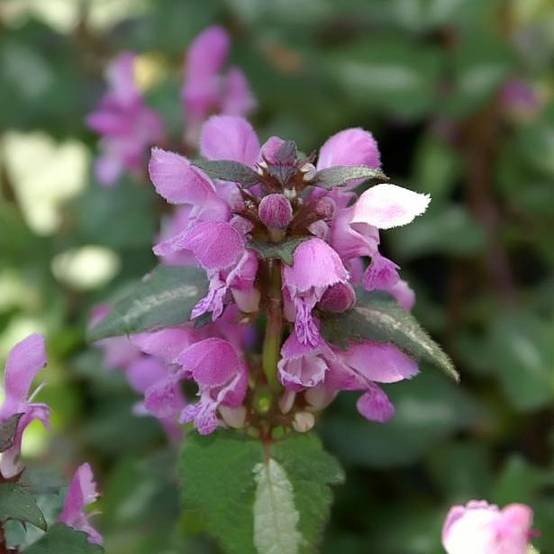 Promesse de Fleurs - Lamium maculatum Chequers Godet de 8/9 cm