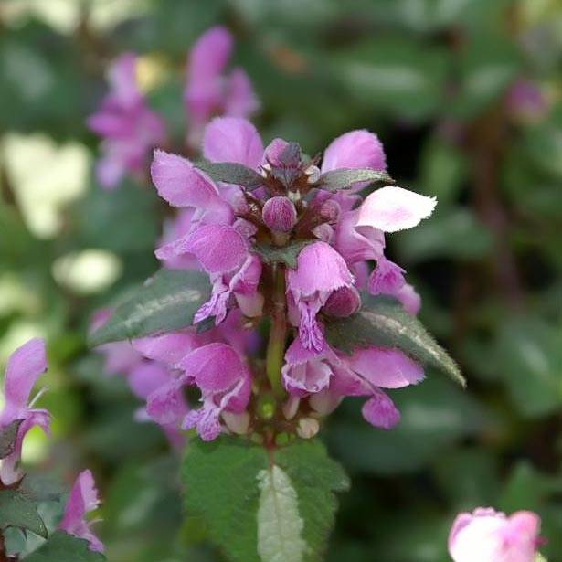 Promesse de Fleurs - Lamium maculatum Chequers Godet de 8/9 cm