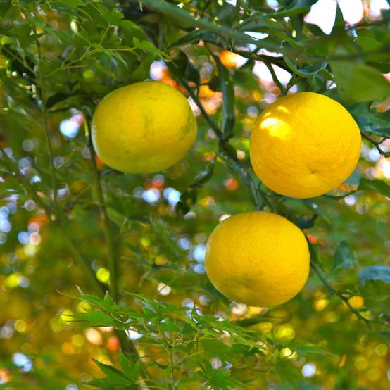 Yuzu - Citrus junos Pot de 4L/5L, 1/4 de tige