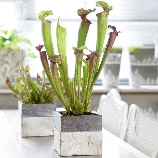 Gardenersdream - Sarracenia Smoorii - Plante Sarracénie À Trompette | Plantes D'Intérieur Colorées Pour Attraper Les Mouches - GardenersDream - Image 1