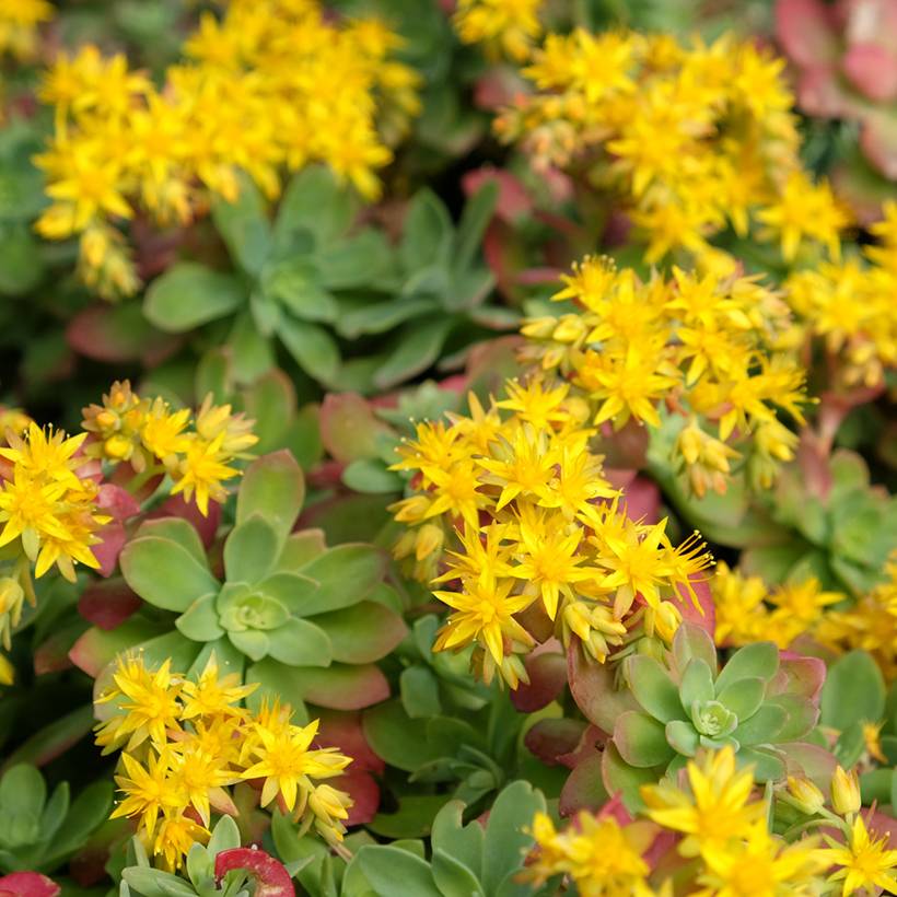 Sedum palmeri - Orpin de Palmer Pot de 3L/4L