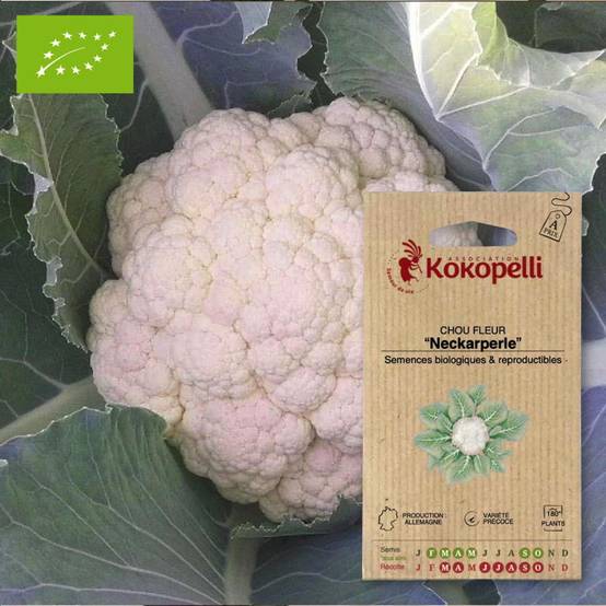 Chou Fleur Neckarperle- Graines bio à semer