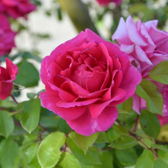 Rosier 'Crazy pink Voluptia' ® - Conteneur 3L - Pépinières Naudet