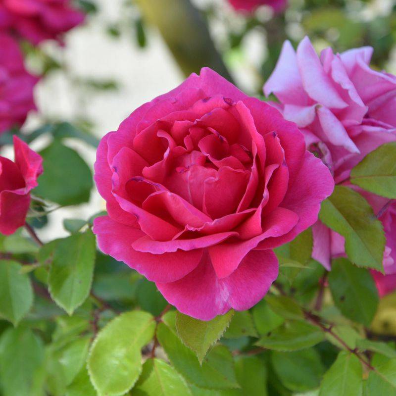 Rosier 'Crazy pink Voluptia' ® - Conteneur 3L - Pépinières Naudet