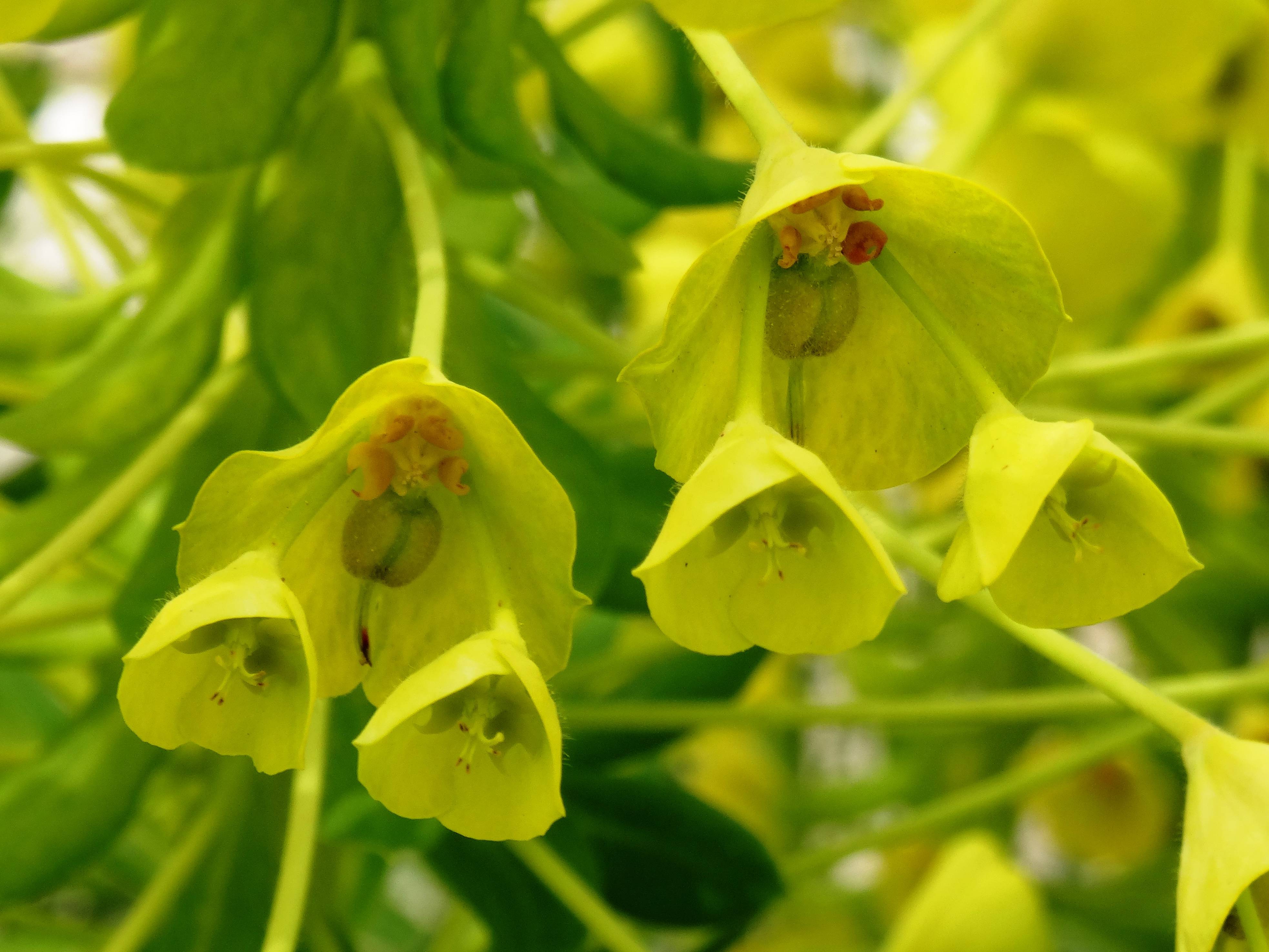 Euphorbe characias ssp. wulfenii Godet de 8/9 cm - Image 1