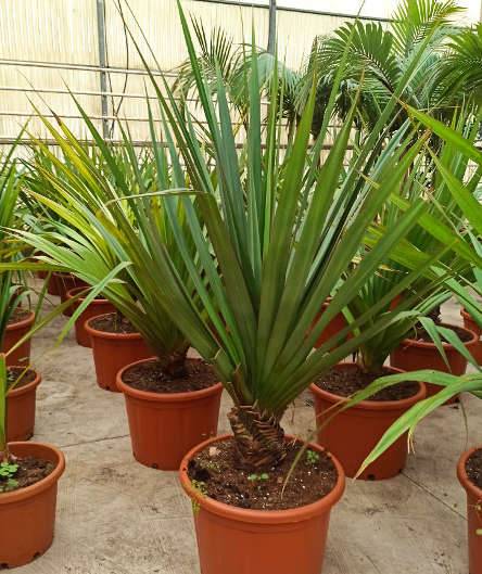 0 - Pandanus utilis (Vacoa, vaquois, Pimpin) Pot de 180L 175/200cm - Image 3