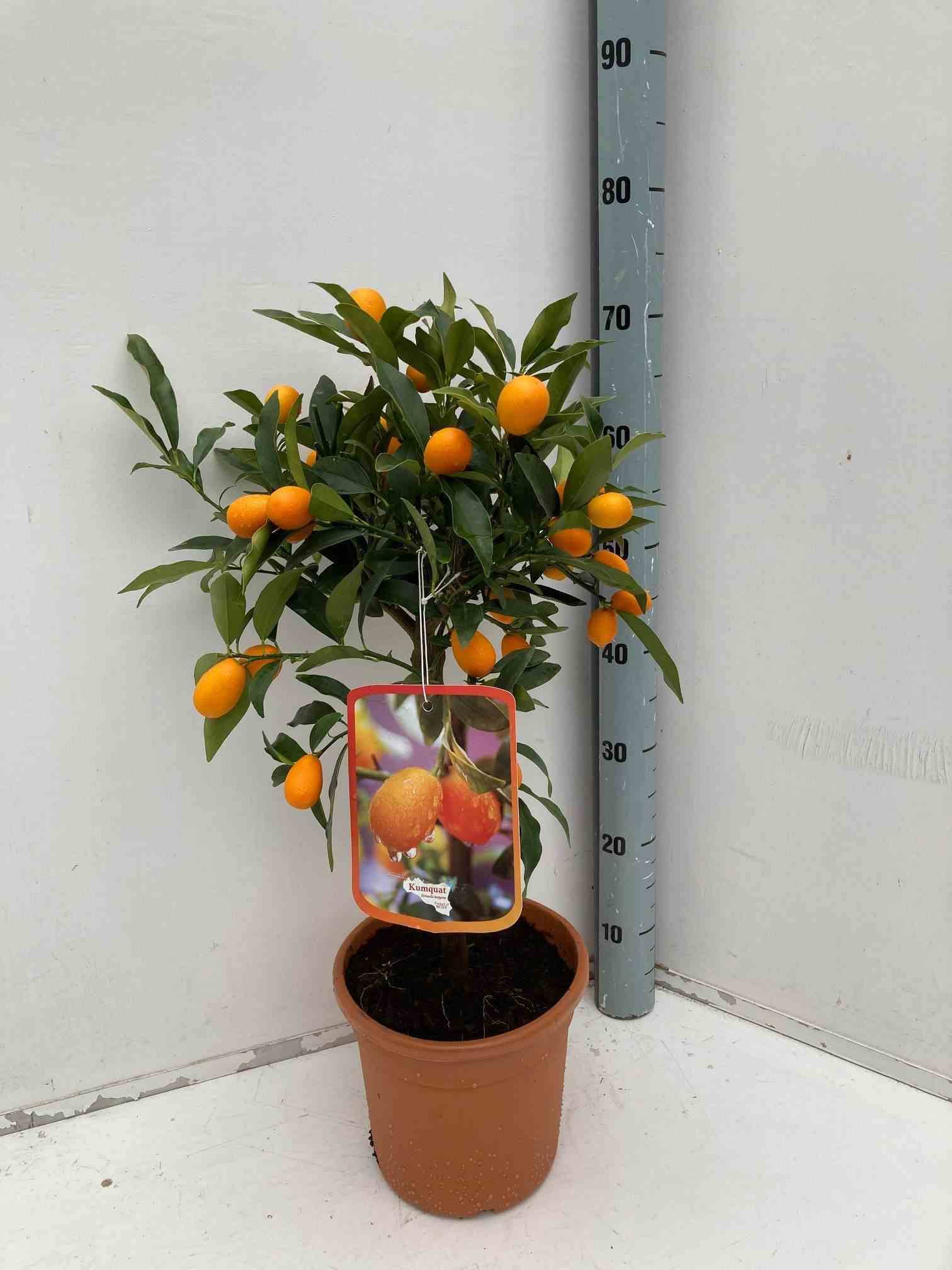 Sans Marque - Citrus Kumquat agrumes (Fortunella margarita) Couleur floraison:Blanc - Taille:Pot de 4 litres - 30/50 cm - Image 1