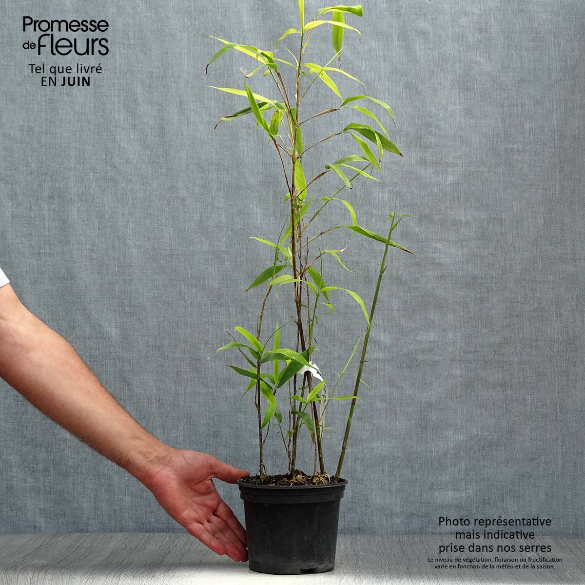 Semiarundinaria fastuosa - Bambou moyen Pot de 1,5L/2L - Image 2