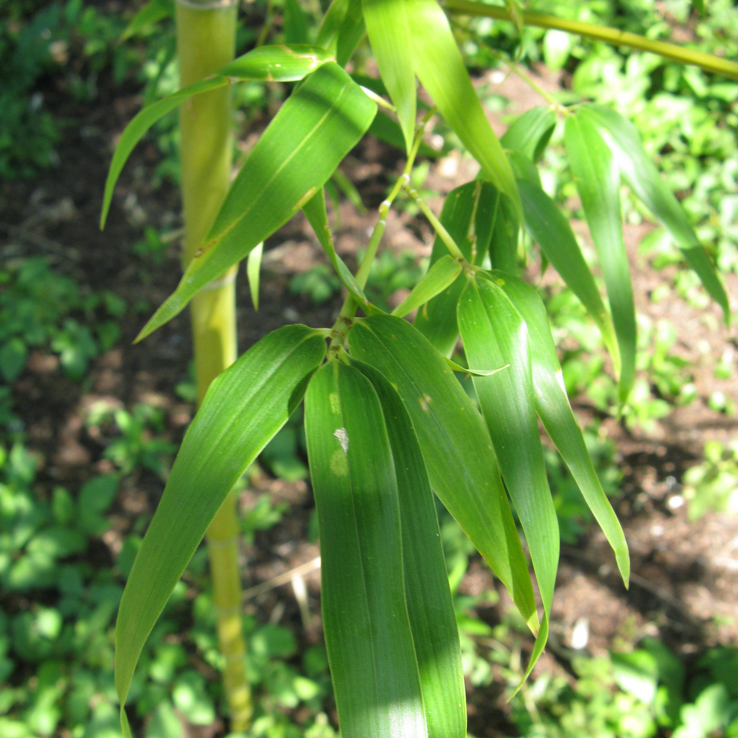 Semiarundinaria fastuosa - Bambou moyen Pot de 1,5L/2L