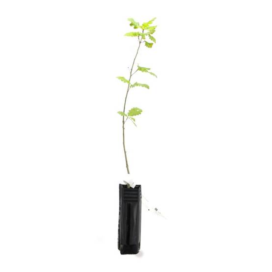 Chêne sessile (Quercus petraea) - Godet - Taille 20/40cm - Pépinières Naudet - Image 3
