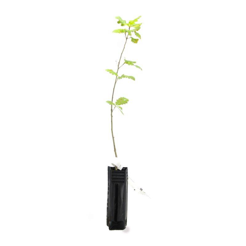 Chêne sessile (Quercus petraea) - Godet - Taille 20/40cm - Pépinières Naudet - Image 3