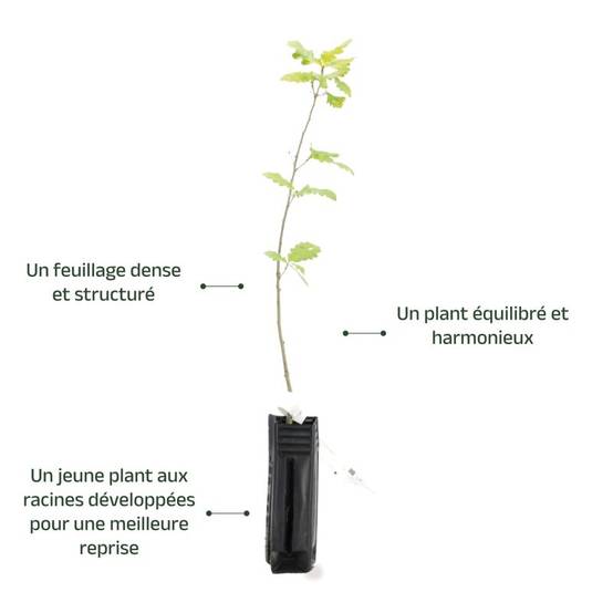 Chêne sessile (Quercus petraea) - Godet - Taille 20/40cm - Pépinières Naudet - Image 4