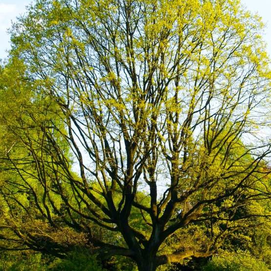 Chêne sessile (Quercus petraea) - Godet - Taille 20/40cm - Pépinières Naudet - Image 1