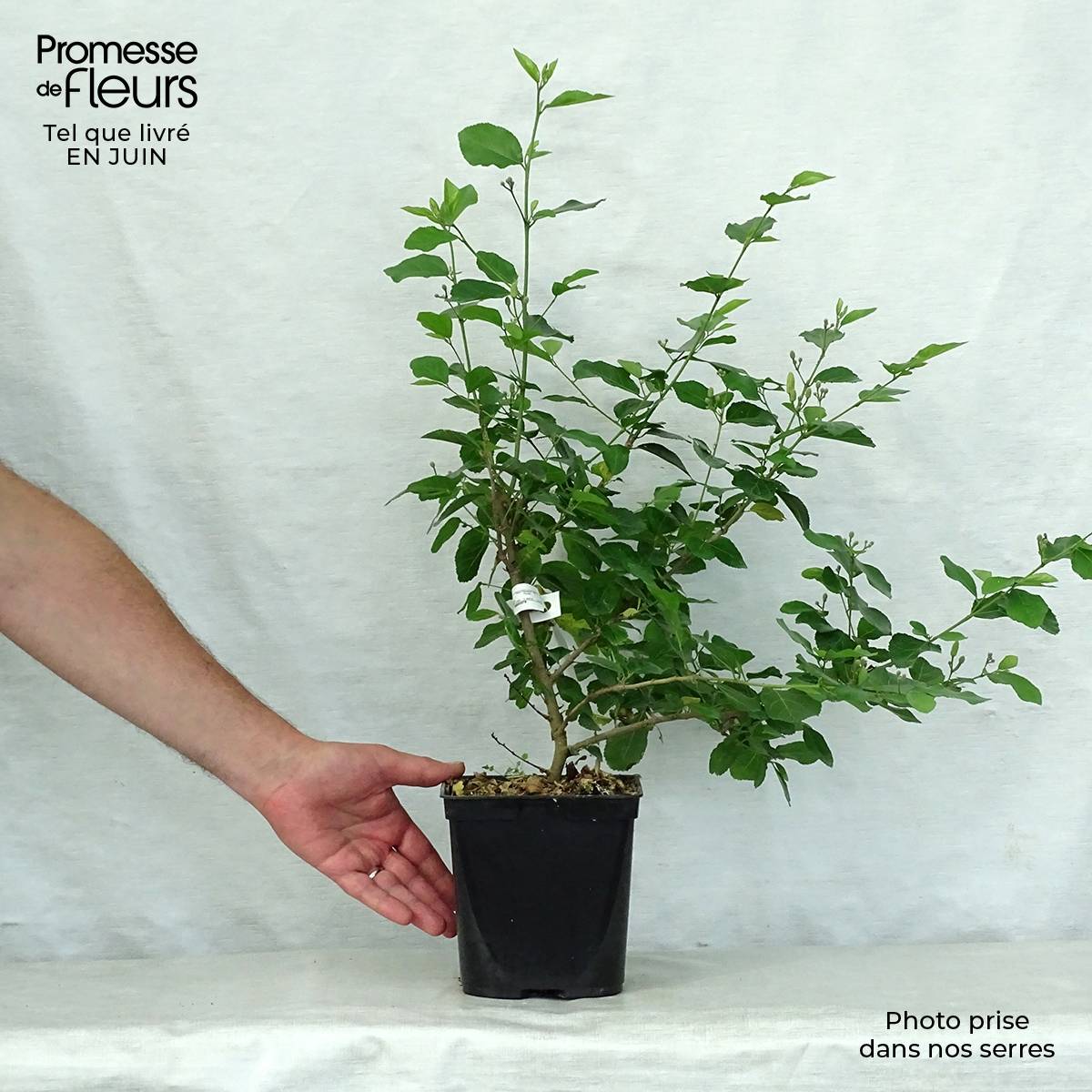 Promesse de Fleurs - Grewia occidentalis Pot de 3L/4L - Image 2