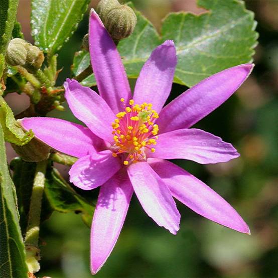 Promesse de Fleurs - Grewia occidentalis Pot de 3L/4L - Image 1