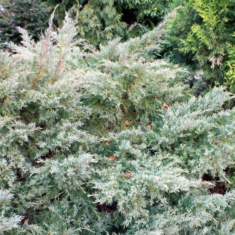 Genévrier de Pfitzer - Juniperus pfitzeriana Glauca Pot de 2L/3L - Image 1