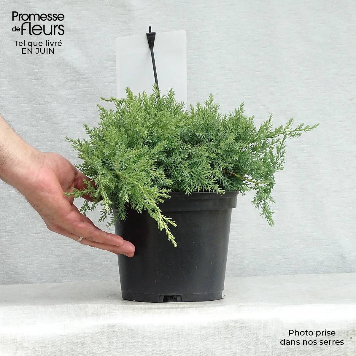 Genévrier de Pfitzer - Juniperus pfitzeriana Glauca Pot de 2L/3L - Image 2