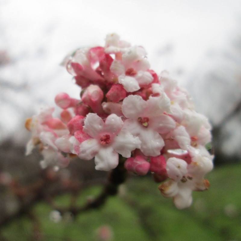 Viorne d'hiver Dawn, Viburnum à fleurs Rose - feuillage Caduc - Pot de 3L - 40/60 cm-  hauteur à maturité De 2,50 m à 3,00 m - Image 4