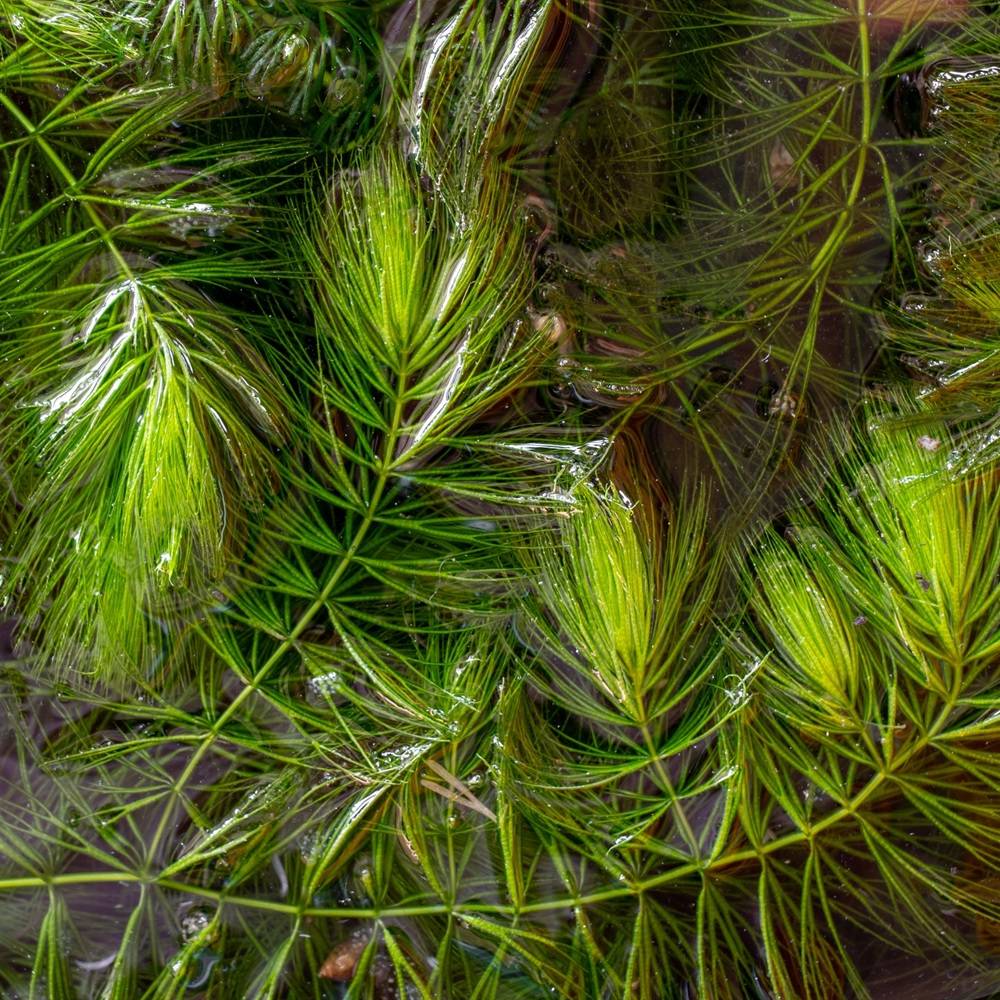0 - Cornifle 5L - plante oxygénante flottante pour bassin - moins d'algues, rustique - Image 2