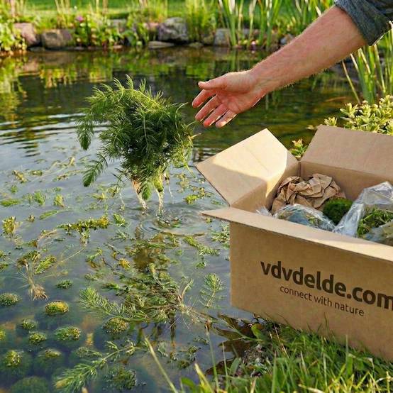 0 - Cornifle 5L - plante oxygénante flottante pour bassin - moins d'algues, rustique - Image 4