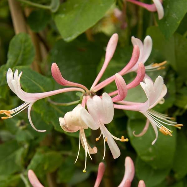 Chèvrefeuille heckrotii Gold Flame - Lonicera Godet de 8/9 cm